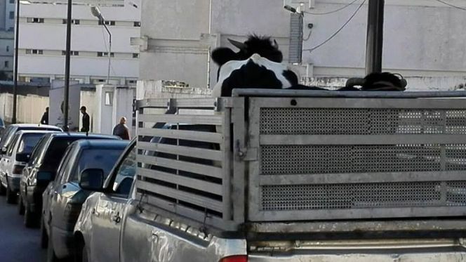 أبقار أبقار