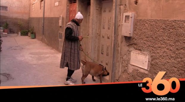 غلاف فيديو - كلاب مدربة تضع نهاية للأصوات الغريبة الصادرة من منزل بآيت ملول
