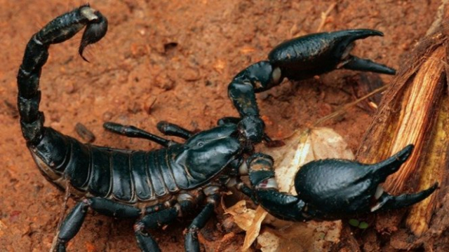 Scorpion Scorpion