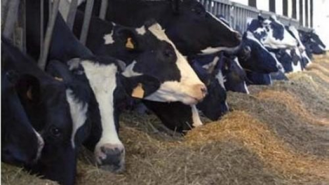 Vaches Vaches