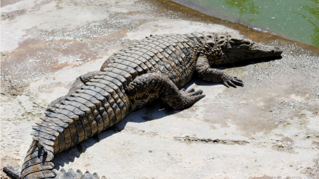 crocoparc 9 crocoparc 9