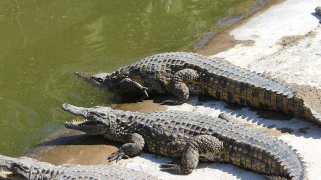 crocodiles Agadir crocodiles Agadir