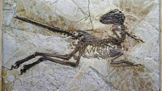 dinosaure dinosaure