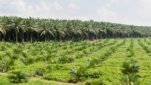 côte d'ivoire côte d'ivoire