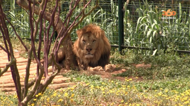 Cover Video -Le360.ma • Jardin Zoologique de Rabat Cover Video -Le360.ma • Jardin Zoologique de Rabat