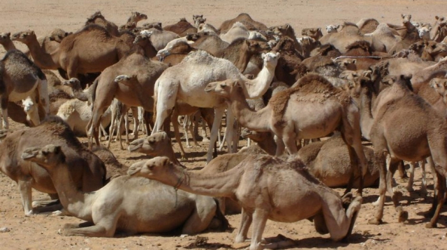camelins camelins