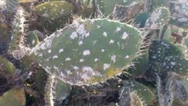 Cactus Parasite Cochenille figues Cactus Parasite Cochenille figues