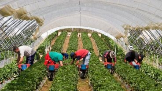 travailleurs saisonniers travailleurs saisonniers