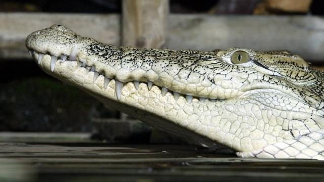 croco croco