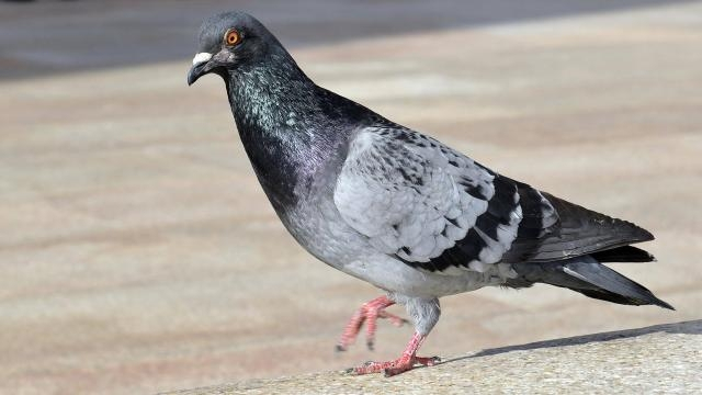 pigeon pigeon