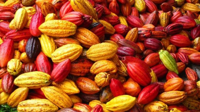 cacao cacao