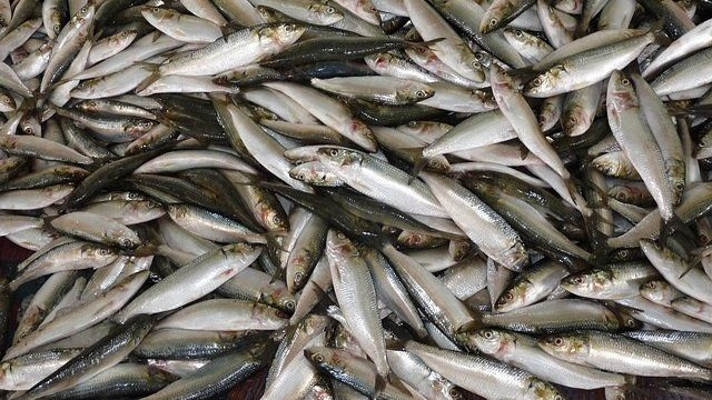 Les sardines et les anchois de plus en plus petits - Sciences et Avenir