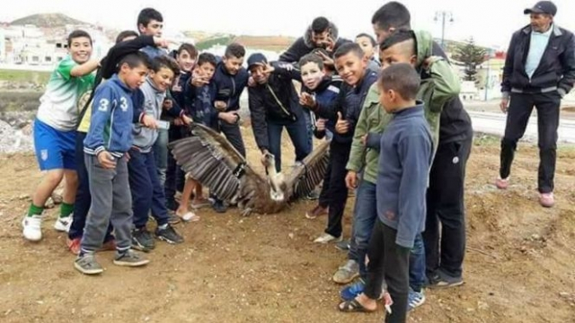 Aigle Aigle