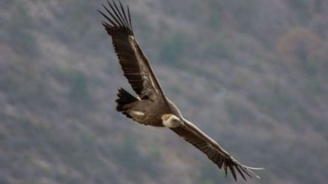 Vautour fauve Vautour fauve