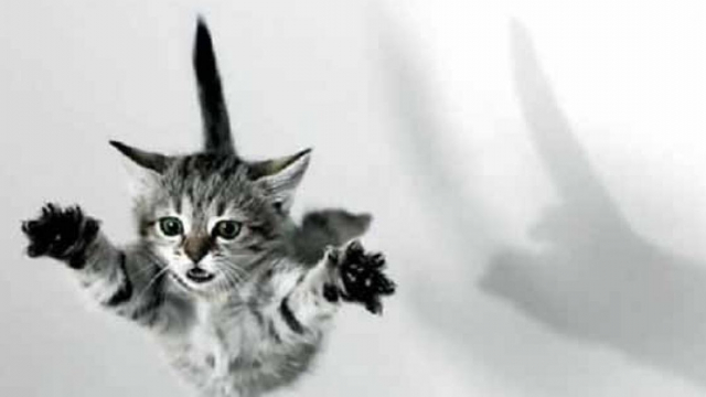 Chat dans les airs Chat dans les airs