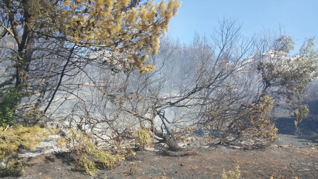 Feu de forêt Feu de forêt