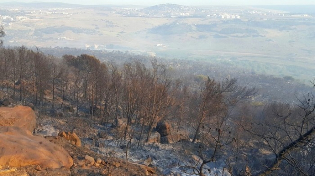 Feu de forêt Feu de forêt