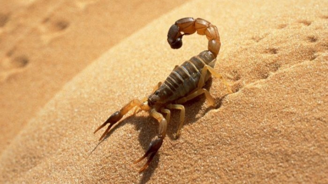 Scorpion 2 Scorpion 2