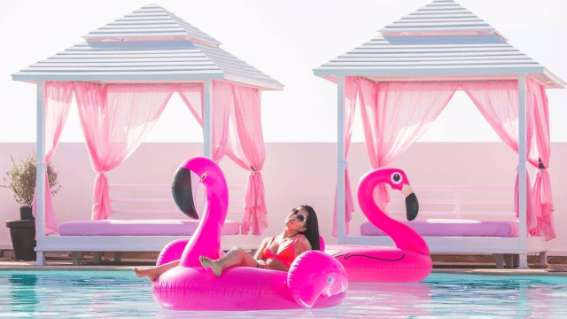 flamingo 2 flamingo 2