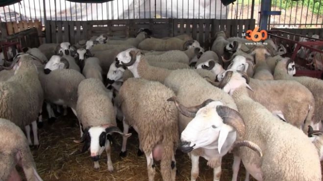 Aid Al Adha mouton Aid Al Adha mouton