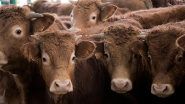 Boeufs Boeufs