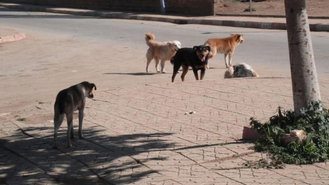chiens errants chiens errants
