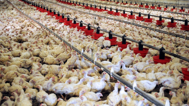 élevage poulets élevage poulets