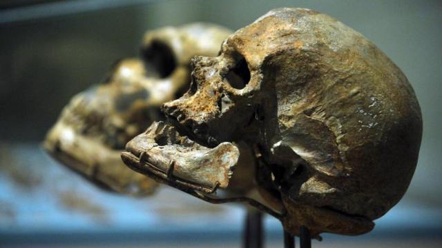 homo sapiens jbel irhoud homo sapiens jbel irhoud