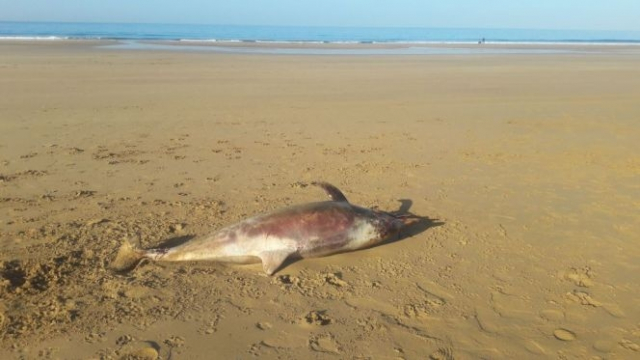Dauphin-Agadir Dauphin-Agadir