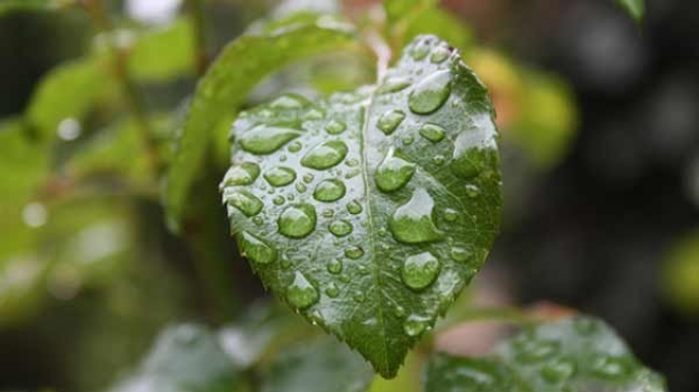 Agriculture et pluie Agriculture et pluie