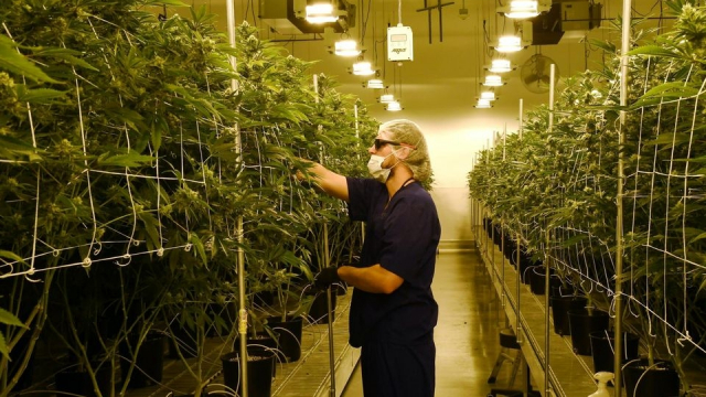 Californie-MARIJUANA Californie-MARIJUANA