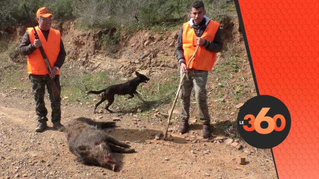 Cover Vidéo - Une battue pour déloger les sangliers à Benslimane Cover Vidéo - Une battue pour déloger les sangliers à Benslimane