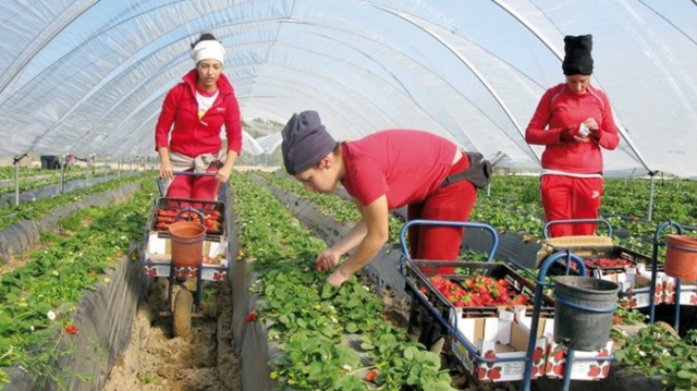 fraises fraises