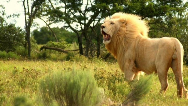 Afrique du sud: un malheureux braconnier au menu des lions Afrique du sud: un malheureux braconnier au menu des lions