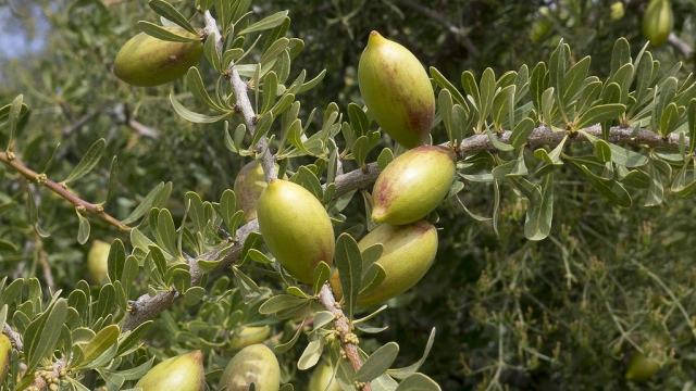 Arganiculture Arganiculture