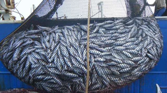pêche industrielle pêche industrielle