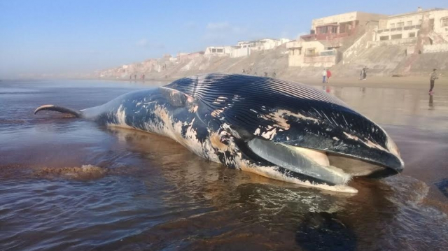 baleine cover baleine cover