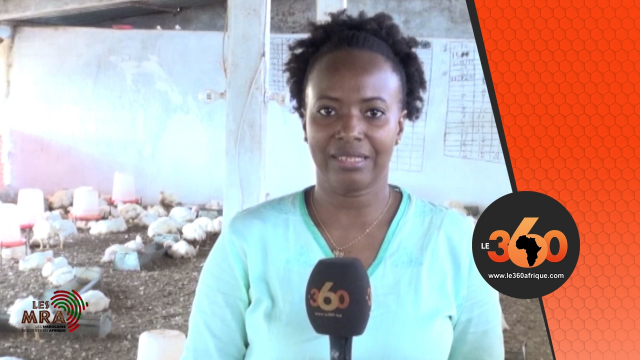 Vidéo. Marocains d'Afrique: Asma Coulibaly, de Cadi Ayyad au statut de numéro 1 du poulet au Mali Vidéo. Marocains d'Afrique: Asma Coulibaly, de Cadi Ayyad au statut de numéro 1 du poulet au Mali