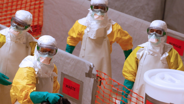 virus ebola virus ebola