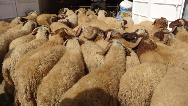 Moutons Moutons