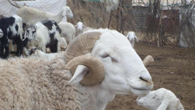 Moutons Moutons