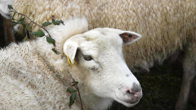 moutons moutons