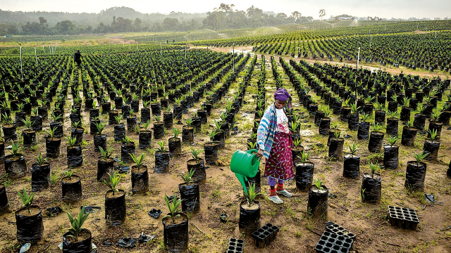plantation plantation