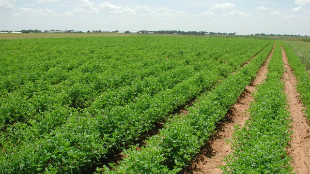 Plan Maroc vert Plan Maroc vert