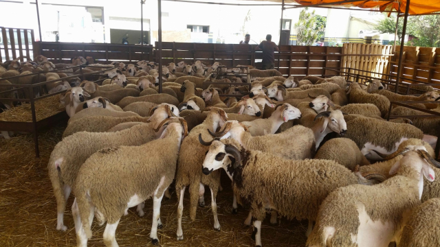 moutons moutons