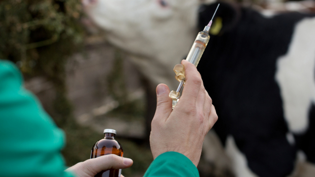 Vaccin bovin Vaccin bovin