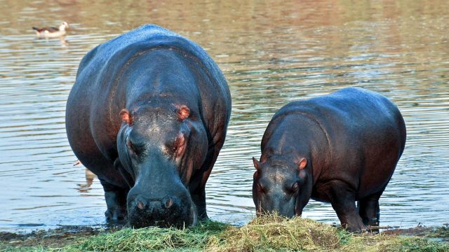 Hippopotames Hippopotames
