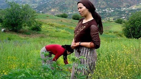 زراعة الكيف زراعة الكيف
