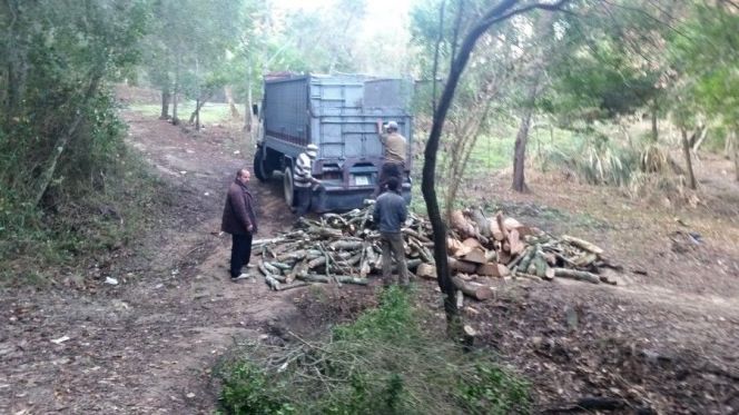قطع الأشجار بطنجة 1