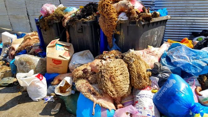 أزبال الأضحى بطنحة 1 أزبال الأضحى بطنحة 1